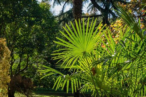 Windmill Palm Tree Care How To Grow Trachycarpus Fortunei