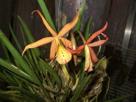 Brassavola Nodosa X Sophro Coccinea Flava Brigitte0102 Flickr