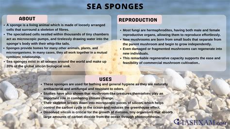 Sea sponge - IAS EXAM