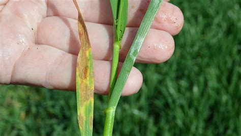 Septoria disease creeps into Oxfordshire wheat crops - Farmers Weekly