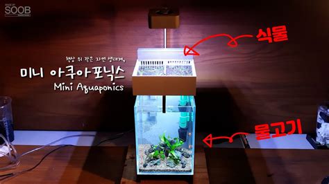 한 어항에서 굳이 식물과 물고기를 따로 키우는 방법 How to grow plants and fish separately in