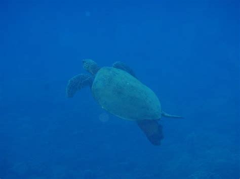 Maui Snorkel Tours Kihei Aktuell Für 2022 Lohnt Es Sich Mit Fotos