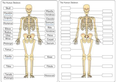 Skeletal Diagram With Labels