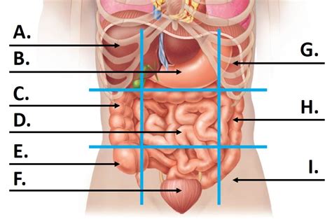 Body Cavities And Membranes Nine Quadrants Diagram Quizlet