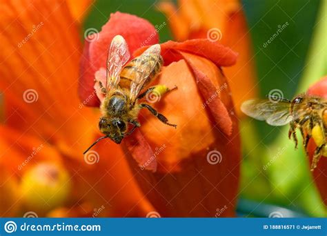 Western Honey Bee Or European Honey Bee Apis Mellifera On Trumpet Vine