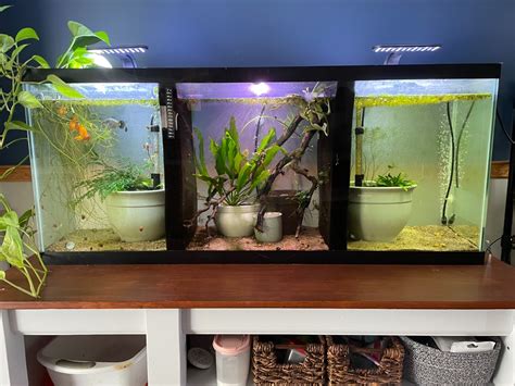 This Story Will Surprise No One (Platy Breeding Setup) - Page 2 ...