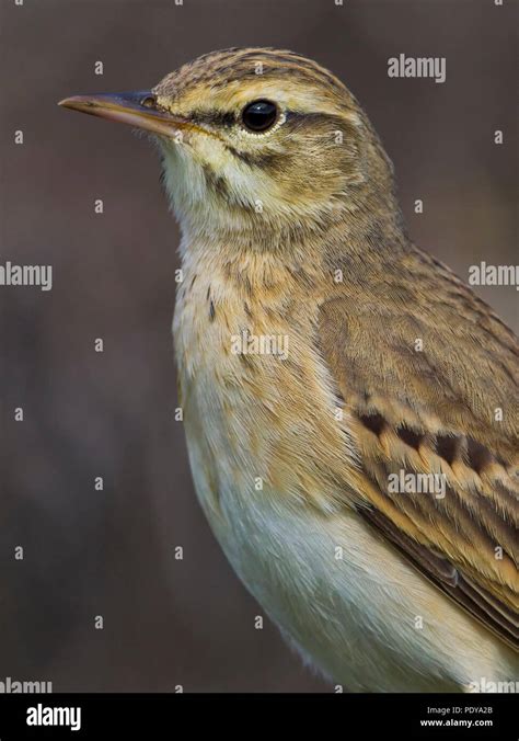 Tawny Pipit Anthus Campestris Stock Photo Alamy