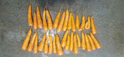 Investigating Cavity Spot And Forking In Carrots Ausveg