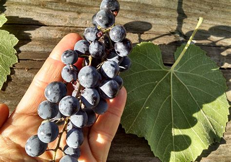 About Wild Grape Leaves And How To Harvest And Prepare Them