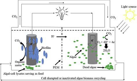 A Schematic Representation Of An Algae Supported Microbial Fuel Cell Download Scientific Diagram