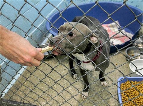 Abandoned Pit Bull Recovering The Blade