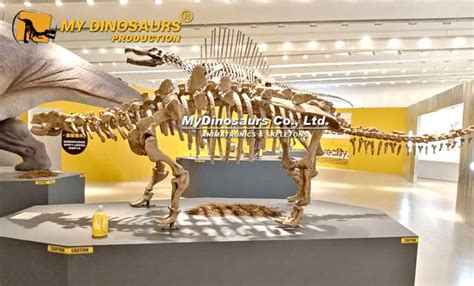 DS-086 Life-size Ankylosaurus Skeleton for Sale | My Dinosaurs