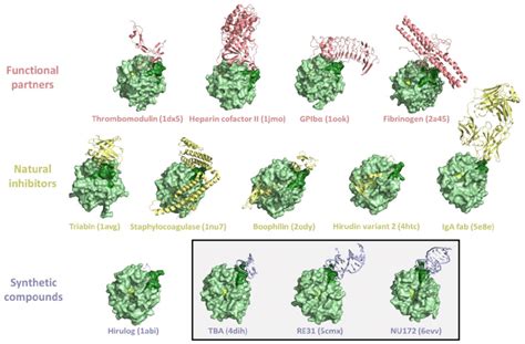 Representative Examples Of Crystallographic Structures Of Thrombin