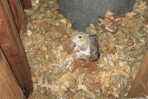 Squirrel Nest In Attic