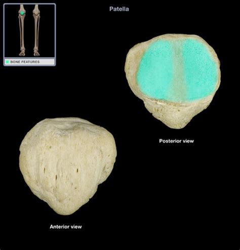 Unit Patella Tibia And Fibula Flashcards Quizlet