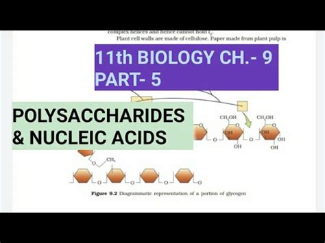 Class 11 Biology Ch 9 Part 5 Polysaccharides Nucleic Acids