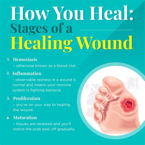 Phases Of Wound Healing