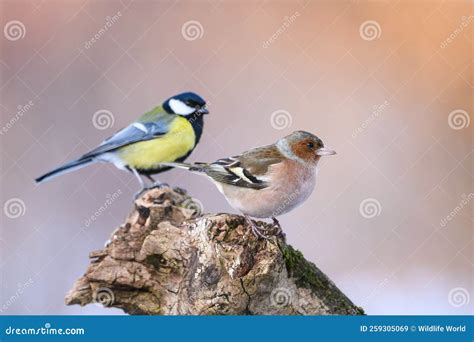 Songbirds in Winter in the Forest Stock Image - Image of coelebs, beak: 259305069