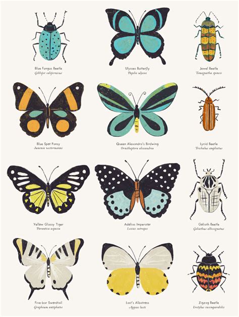 Insect Chart Ponasa