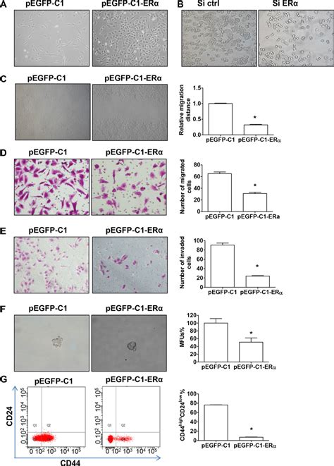 Erα Suppresses Emt And Cell Stemness A Morphology Of Pegfp C1 And