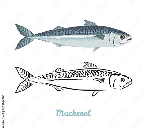 Mackerel Fish Vector Color Illustration And Black And White Outline