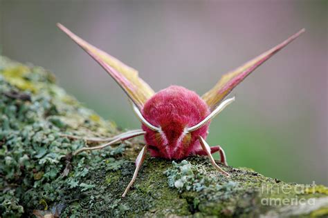 Small Elephant Hawk Moth Photograph By Heath Mcdonald Science Photo