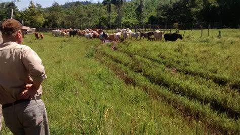 Delitos Rurales En La Zona Norte De Misiones El Dolor Y El Reclamo De