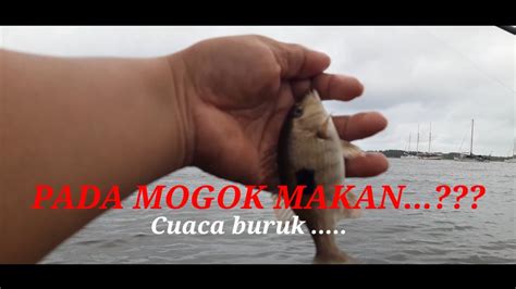 IKAN PADA MOGOK MAKAN MANCING SEBELUM CUACA EXTREME YouTube