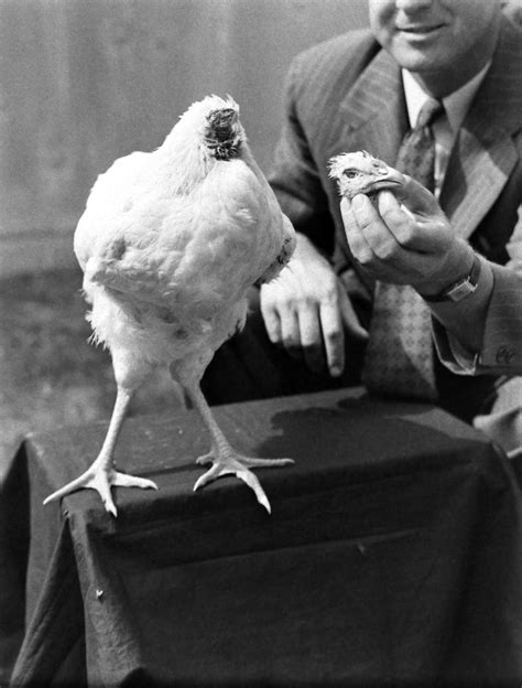 Miracle Mike The Story Of The Chicken That Lived For 18 Months Without