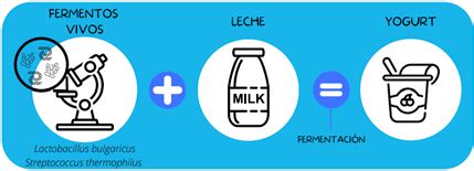 Importancia del pH en la elaboración del yogurt Blog GIMIM