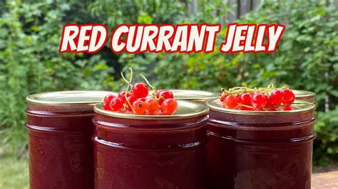 Red Currants Growing Tips And Jelly Recipe Youtube