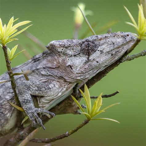 Cuba Biodiversity Webinar Earthwatch