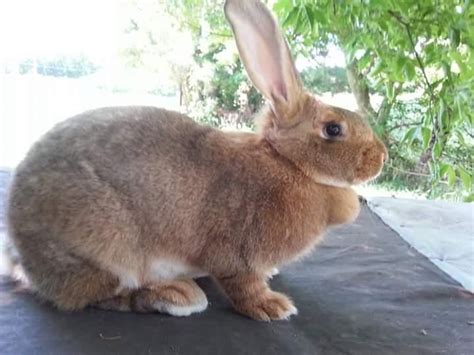 Flemish Giant Rabbits For Sale Roseville Oh 153314