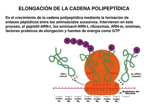 Ppt Transcripción Y Traducción Powerpoint Presentation Free Download Id 3759194