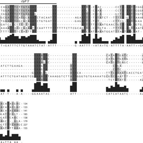 Alignment Of The Clpprps Intergenic Regions In Various Embryophtes