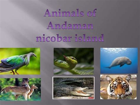 Andaman and nicobar island