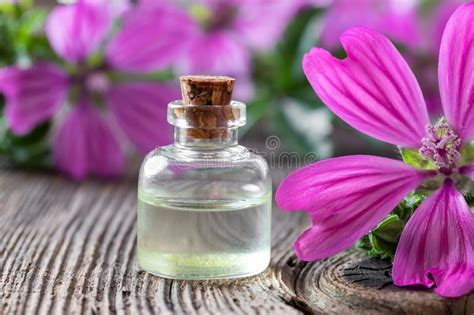 Una Botella De Aceite Esencial De La Malva Con Las Flores De Los