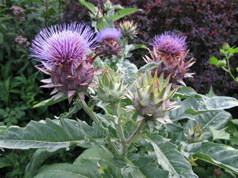 Arborboy Plant Of The Week Cynara Cardunculus