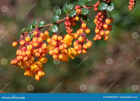 Darwins Barberry Berberis Darwinii Flowers Stock Image Image Of