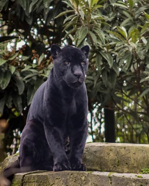 Premium Photo A Black Jaguar Sits On A Rock In The Jungle