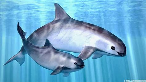 BIODIVERSIDAD Declaran Oficialmente Extinto El Primer Pez Marino Por