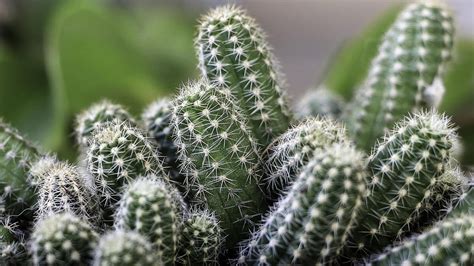 Como Cuidar De Mini Cactos Veja Como Plantar Regar E Dicas De Cultivo