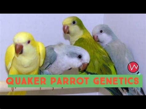 Quaker Parrot Color Mutations Chart - Infoupdate.org