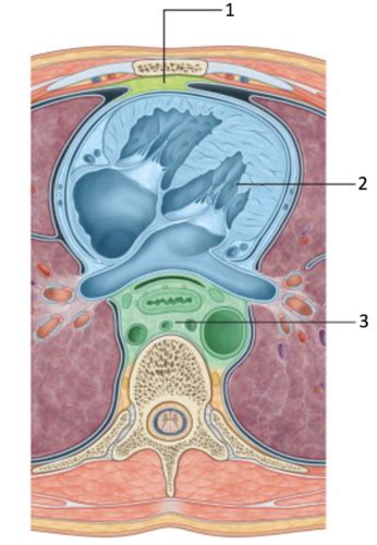 Heart Anatomy LAB Flashcards Quizlet