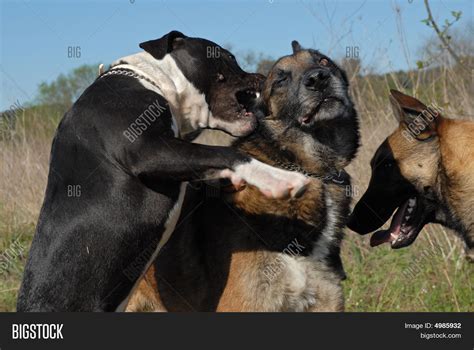 Biting Pit Bull Image & Photo (Free Trial) | Bigstock