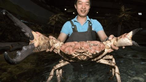 The Tasmanian Giant Crab is the king of crabs - Discvr.blog