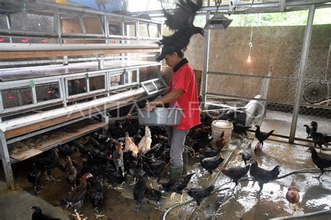 BUDIDAYA AYAM KAMPUNG DI BOGOR | ANTARA Foto