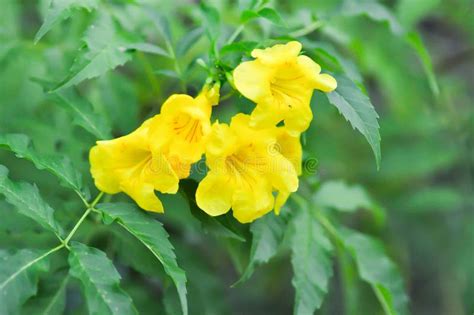 Trumpet Vine Yellow Flowers Or Yellow Bell Or Yellow Elder Or Tecoma