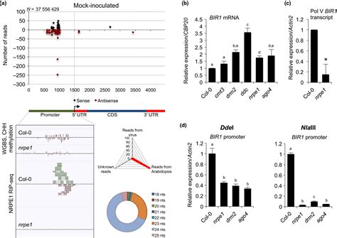 The Immune Repressor Bir1 Contributes To Antiviral Defense And