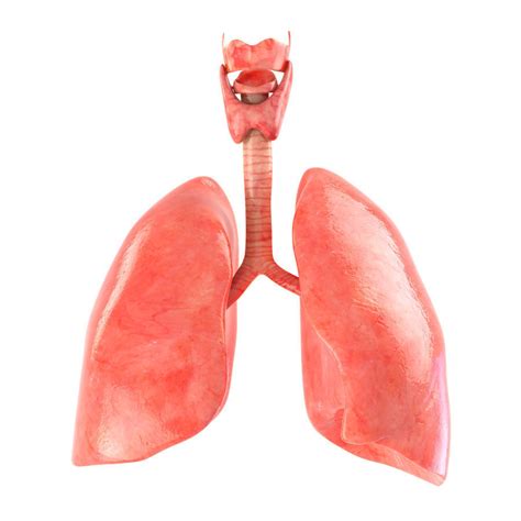 3d Model Lungs Animated Vr Ar Low Poly Animated Cgtrader